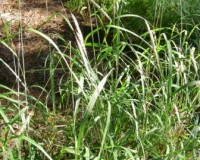 saccharum brevibarbe 2r.jpg